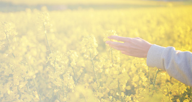 photo of a hand feeling the flowers in a quiet meadow 