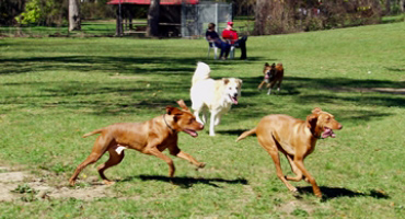 Dog Park