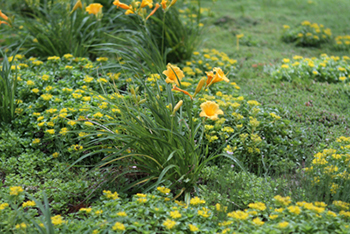 plants on the highmark green roof