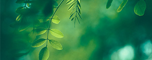 a photo of leaves on a tree with a blured background