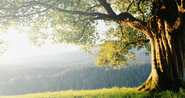 photo of a large old tree with mountains in the background