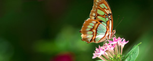 A beautiful, iridescent butterfly rests gently on a cluster of delicate pink flowers.