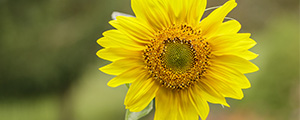 close up of a yellow flower in a glass bottle