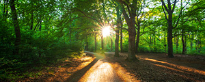 outdoor image of the suns rays though the forest of trees